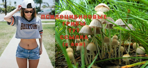 прущие грибы Абаза